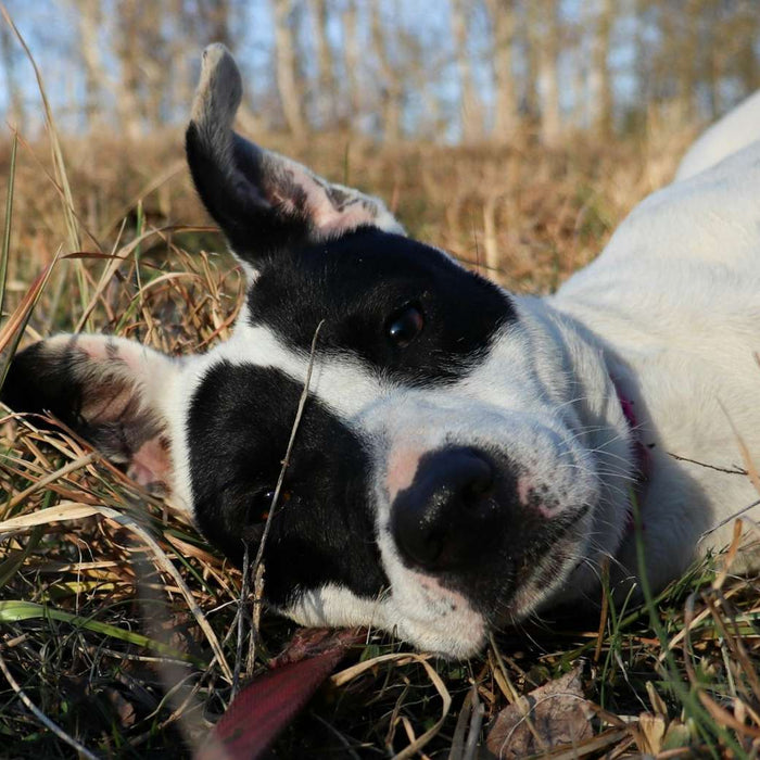 Close-up of a dog relaxing in a sunlit field, showcasing a peaceful moment that supports the topic of Dog Ear Cleaning Solution Hacks