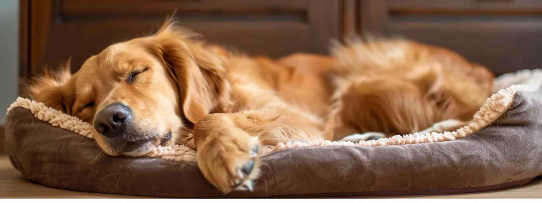 Close-up of a dog's face and paw resting on a soft, circular pet bed, illustrating comfort and the natural behavior behind Why Do Dog Scratch Their Beds