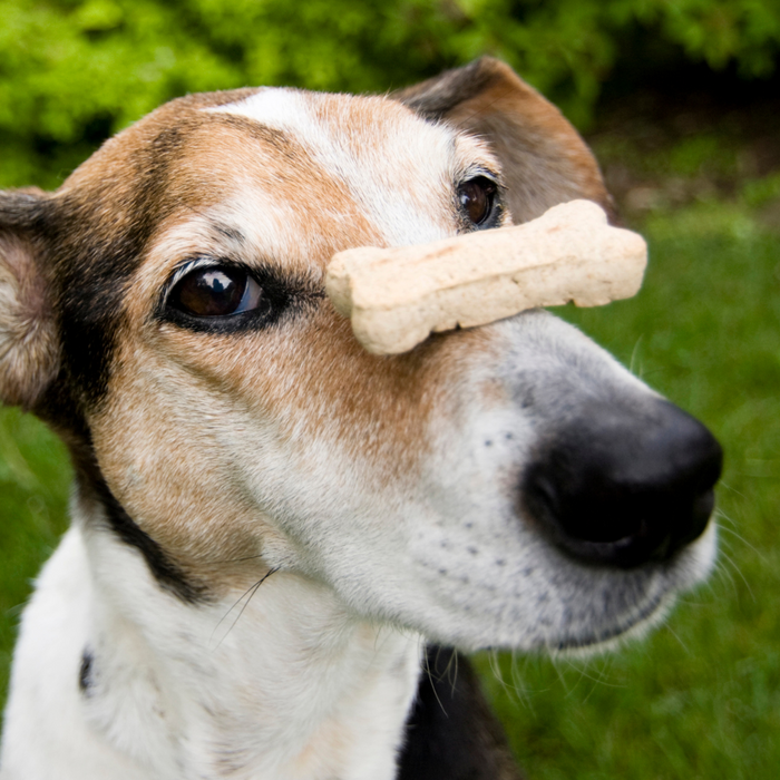 Delightful Doggy Delicacies: A Comprehensive Guide to Homemade Dog Treats