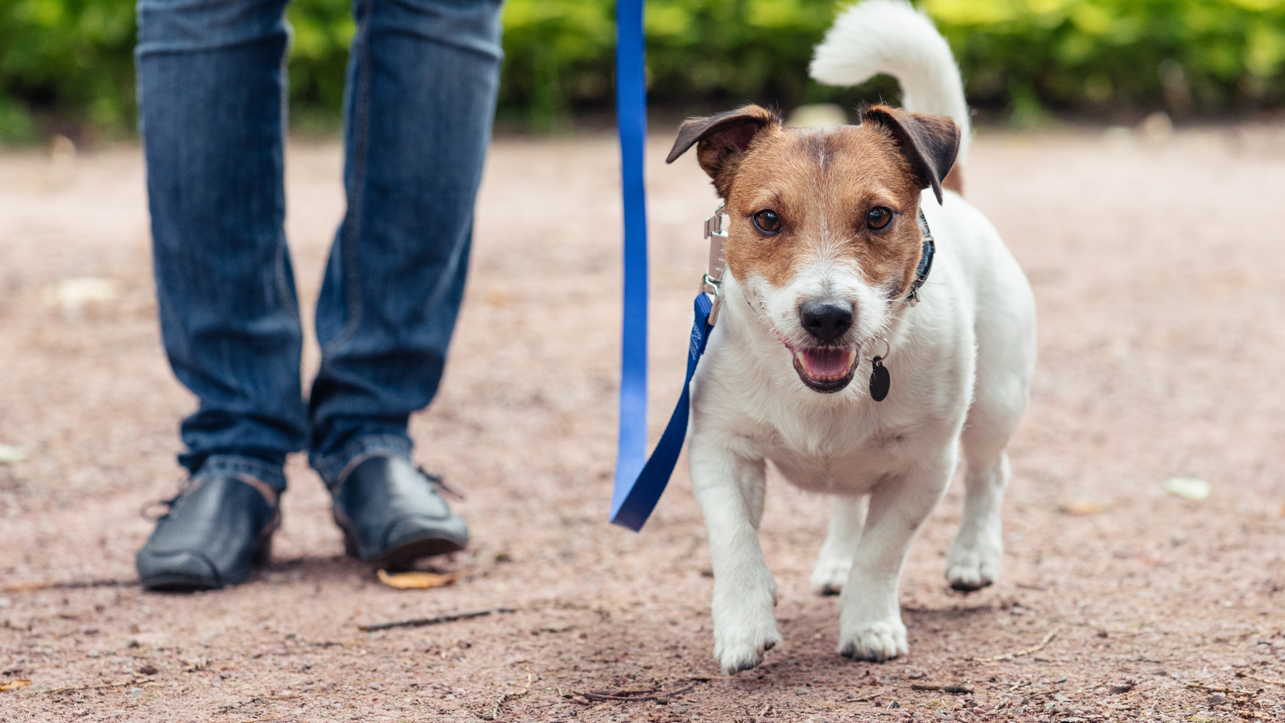 The 7 Essential Steps to Successfully Leash Train Your Dog