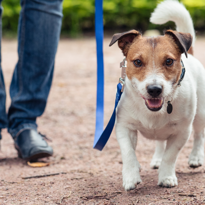 The 7 Essential Steps to Successfully Leash Train Your Dog