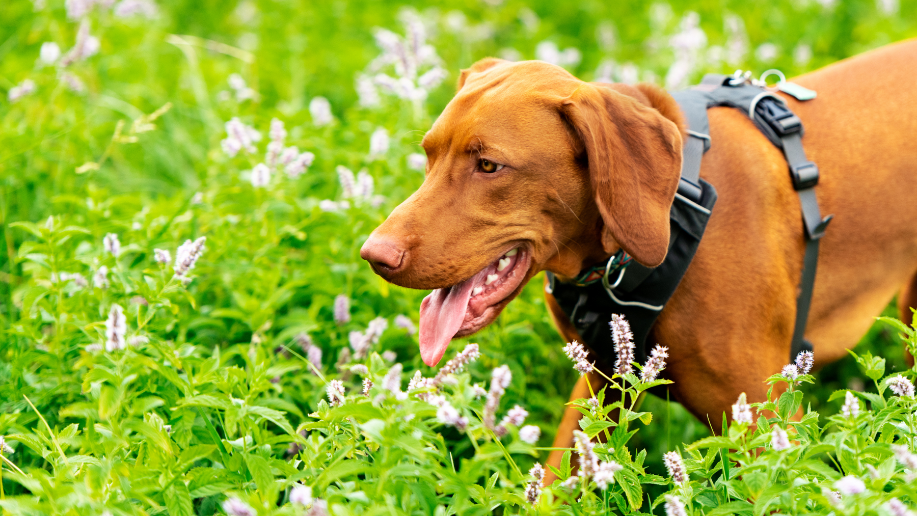 Transform Your Dog Walks: The Ultimate Guide to Choosing and Using Dog Harnesses
