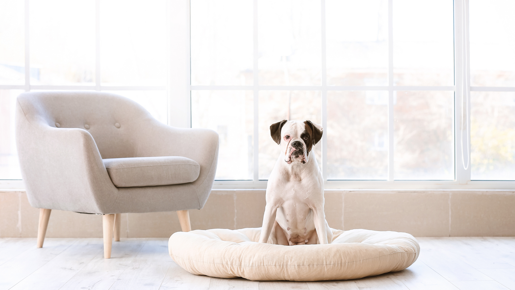 Finding the Right Dog Bed for Your Furry Friend