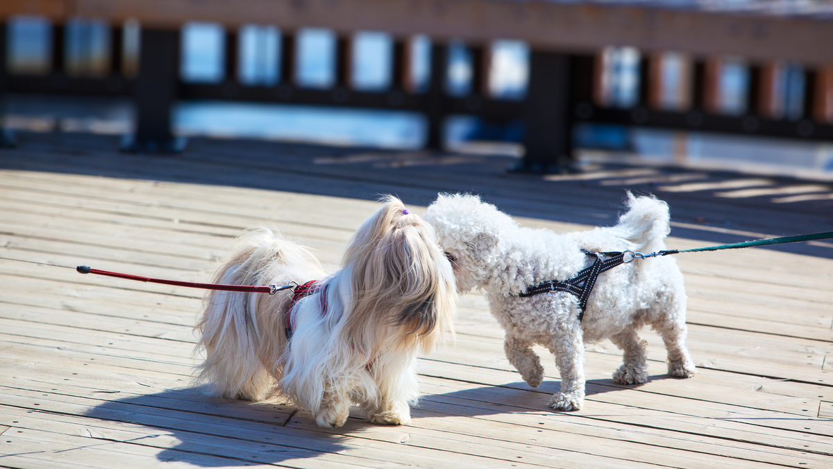 Introducing a New Dog Tips to Prevent Jealousy & Promote Harmony