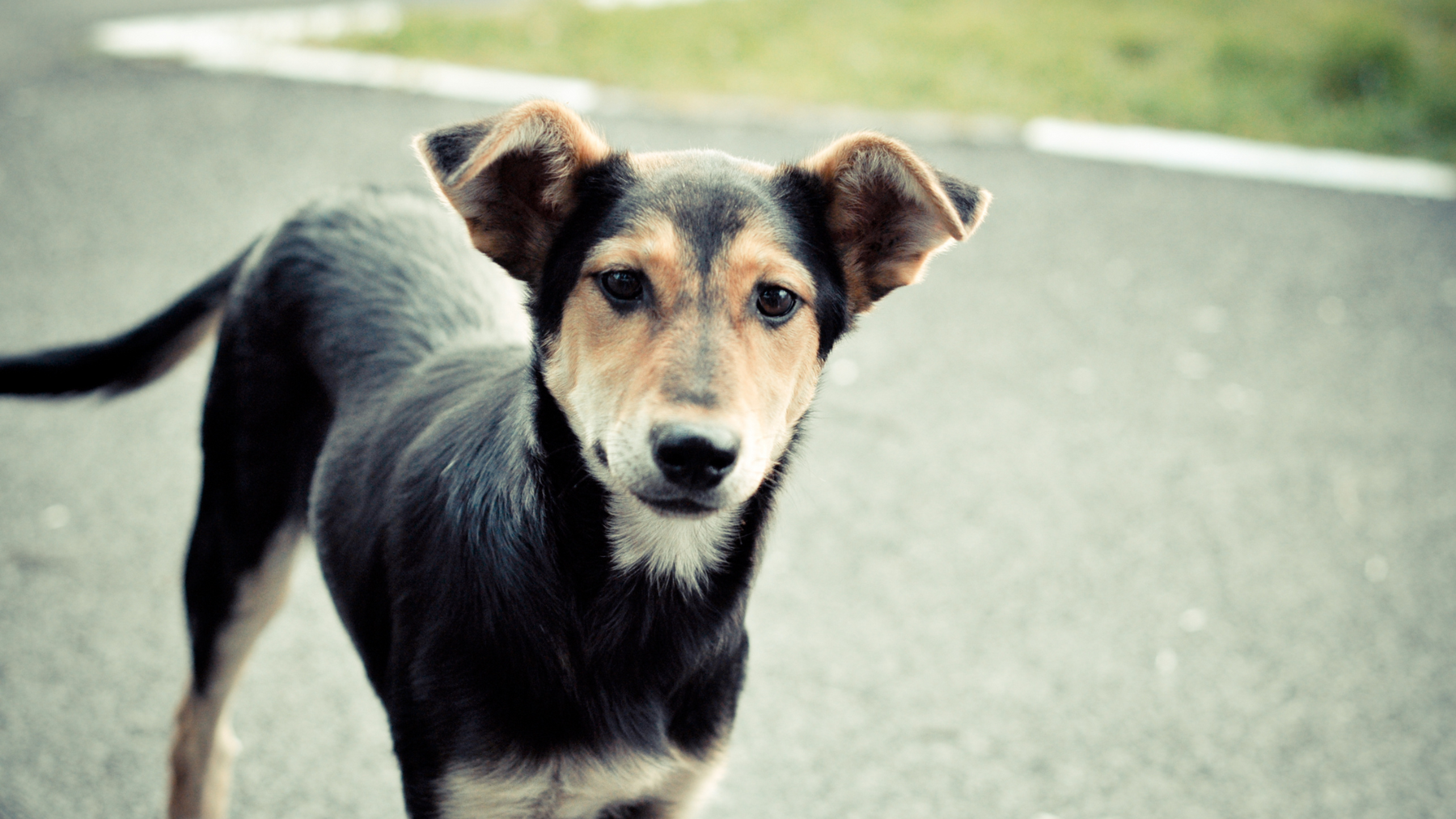 7 Essential Steps: What to Do When You See a Stray Dog