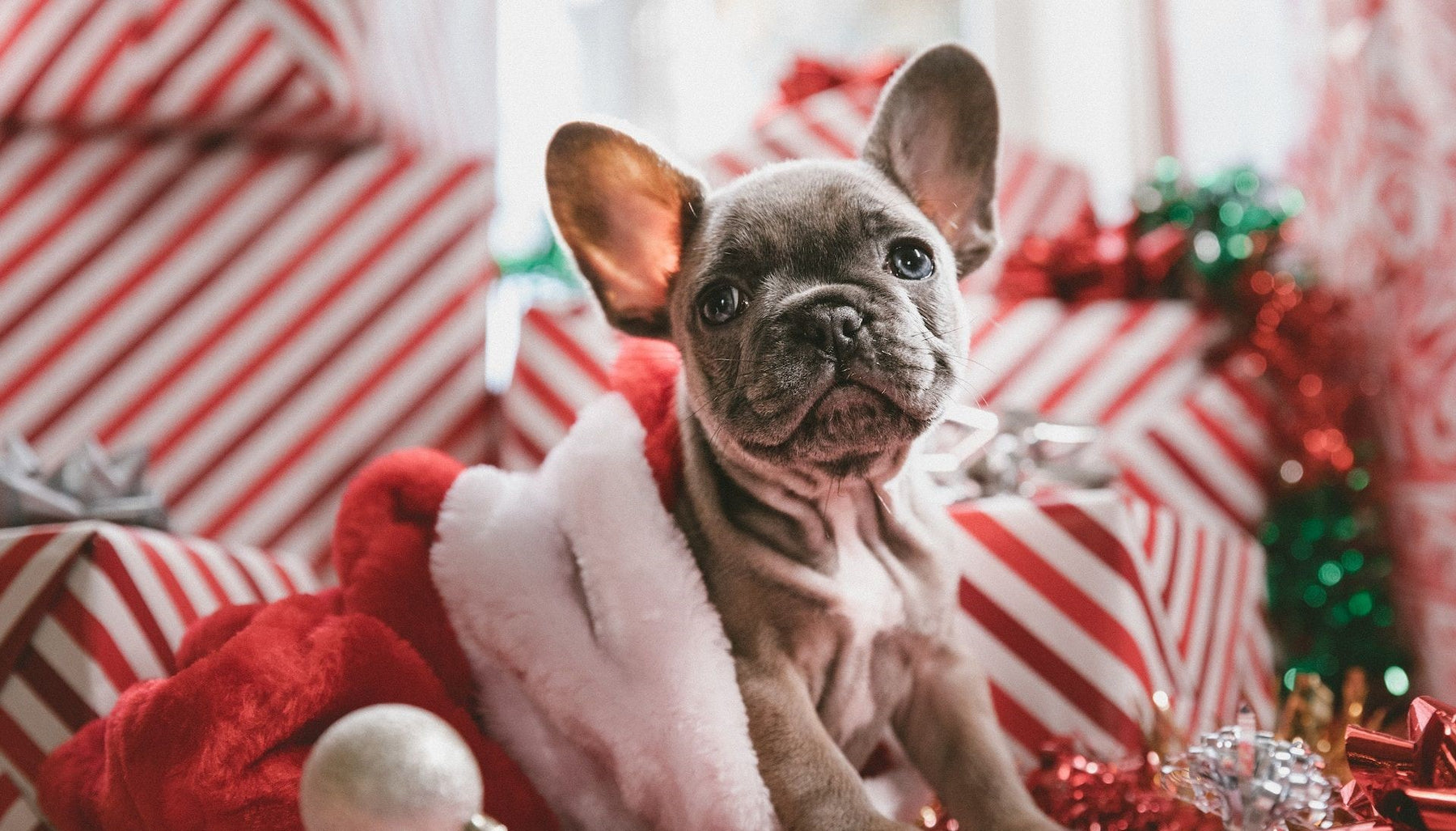 The Puppy Lover's Gift Guide: 32 Gift Ideas For Dog Owners