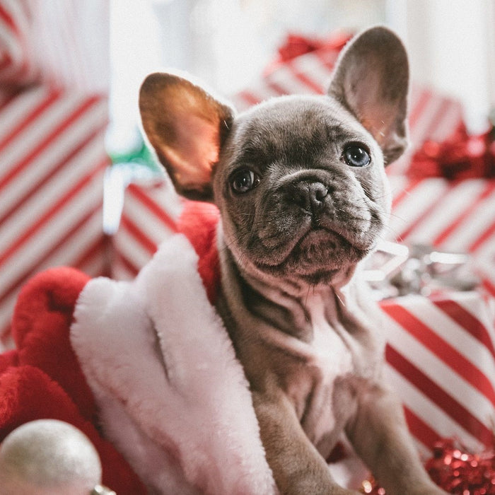 The Puppy Lover's Gift Guide: 32 Gift Ideas For Dog Owners
