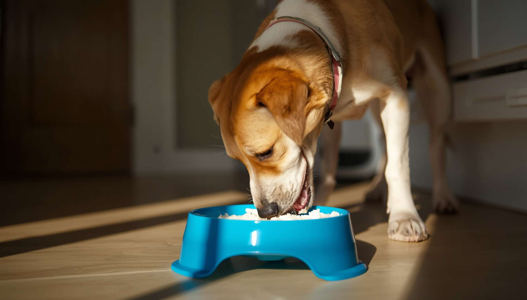 Dog eats plain white rice from a blue pet bowl, showing can dogs eat rice as part of a simple meal for dogs