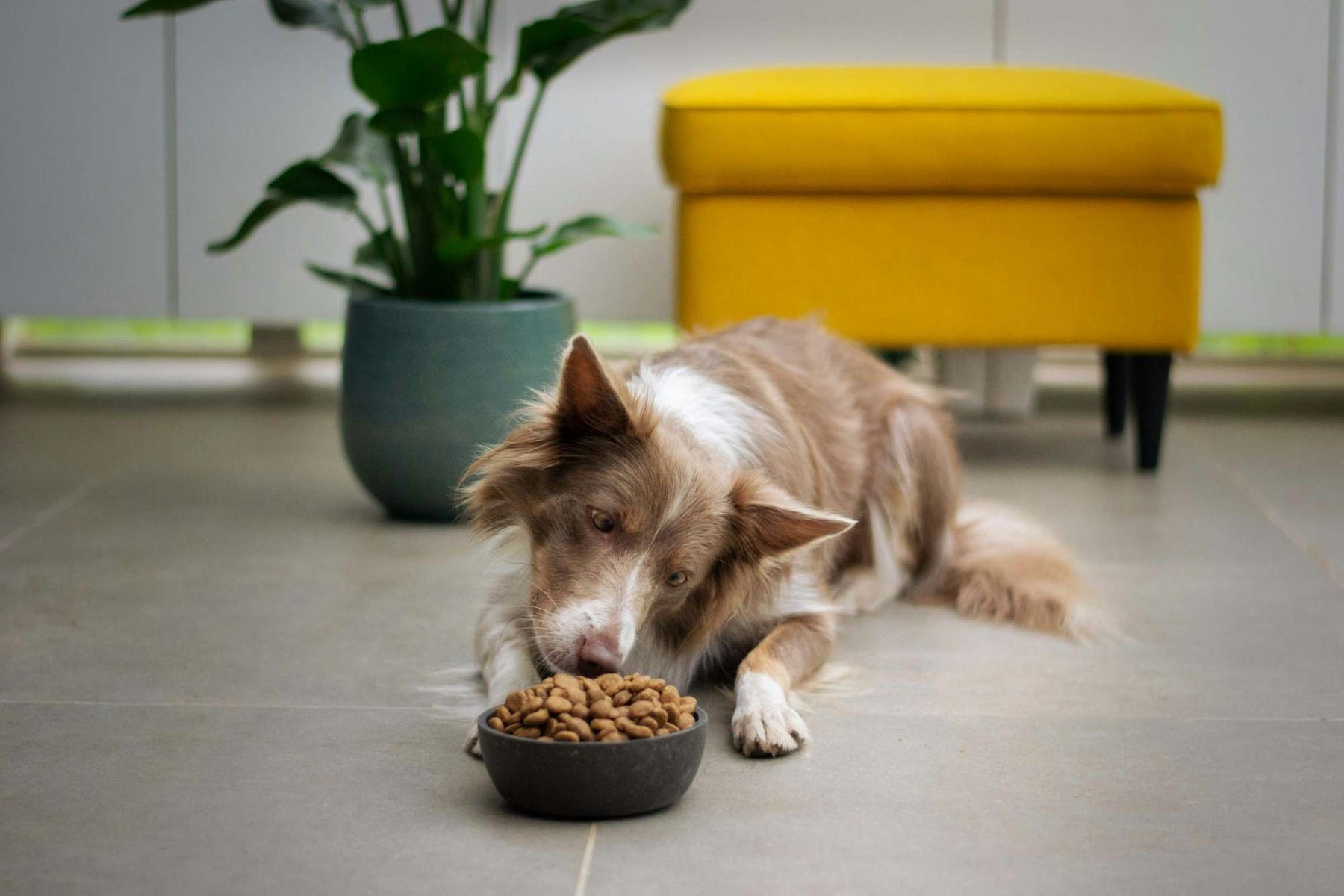 Dog lies on a tiled floor eating kibble from a bowl, illustrating a healthy dog feeding schedule in a bright indoor living space