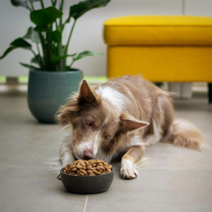 Dog lies on a tiled floor eating kibble from a bowl, illustrating a healthy dog feeding schedule in a bright indoor living space