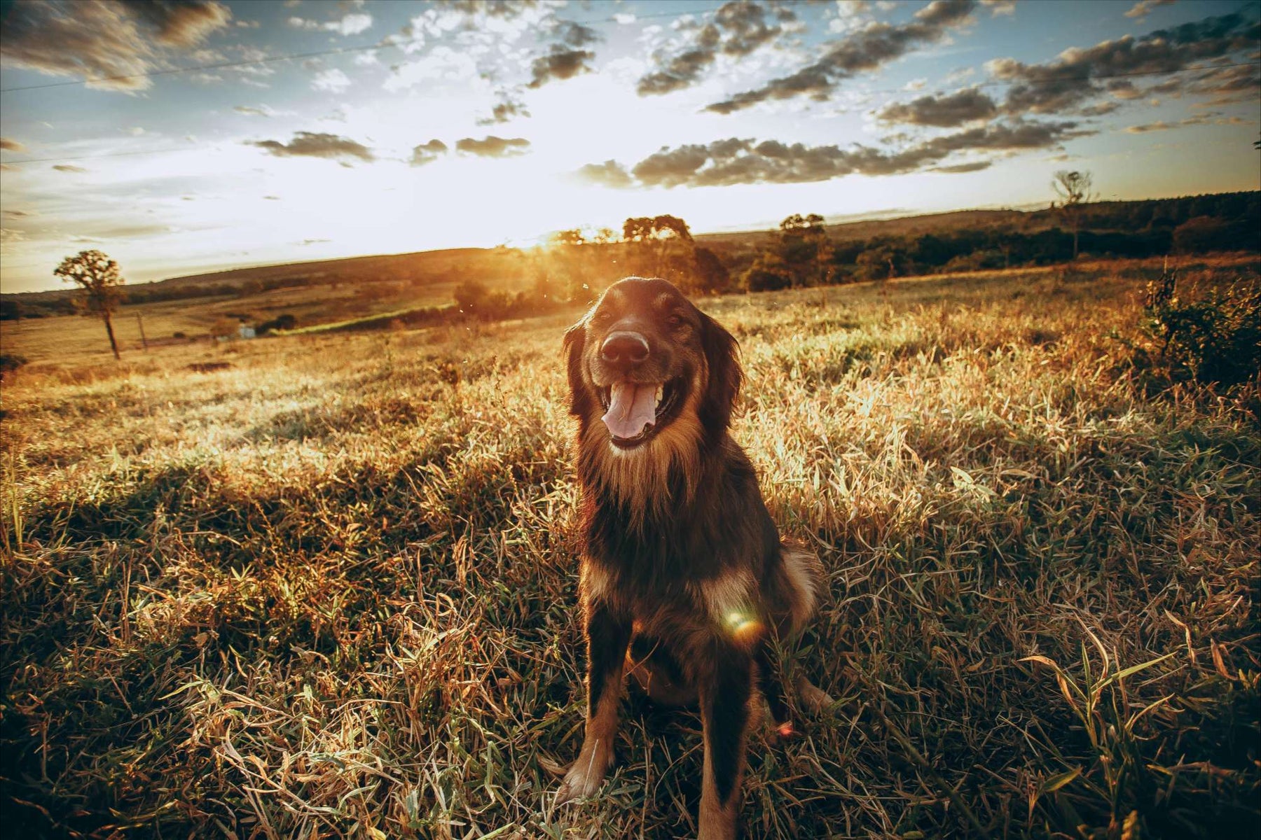 Dog sitting in sunny field with tongue out, showing need for dog overheating prevention in hot weather