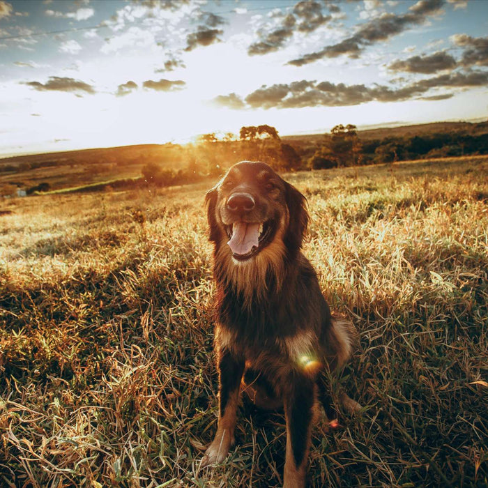Dog sitting in sunny field with tongue out, showing need for dog overheating prevention in hot weather