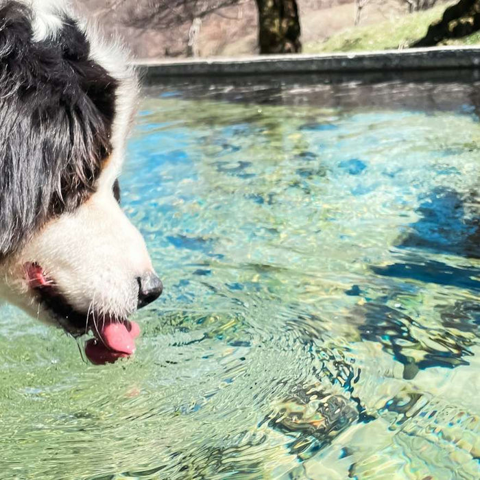 Fluffy black-and-white dog leans over a clear pool of water, panting as it drinks, showing possible dog dehydration signs in a warm outdoor setting