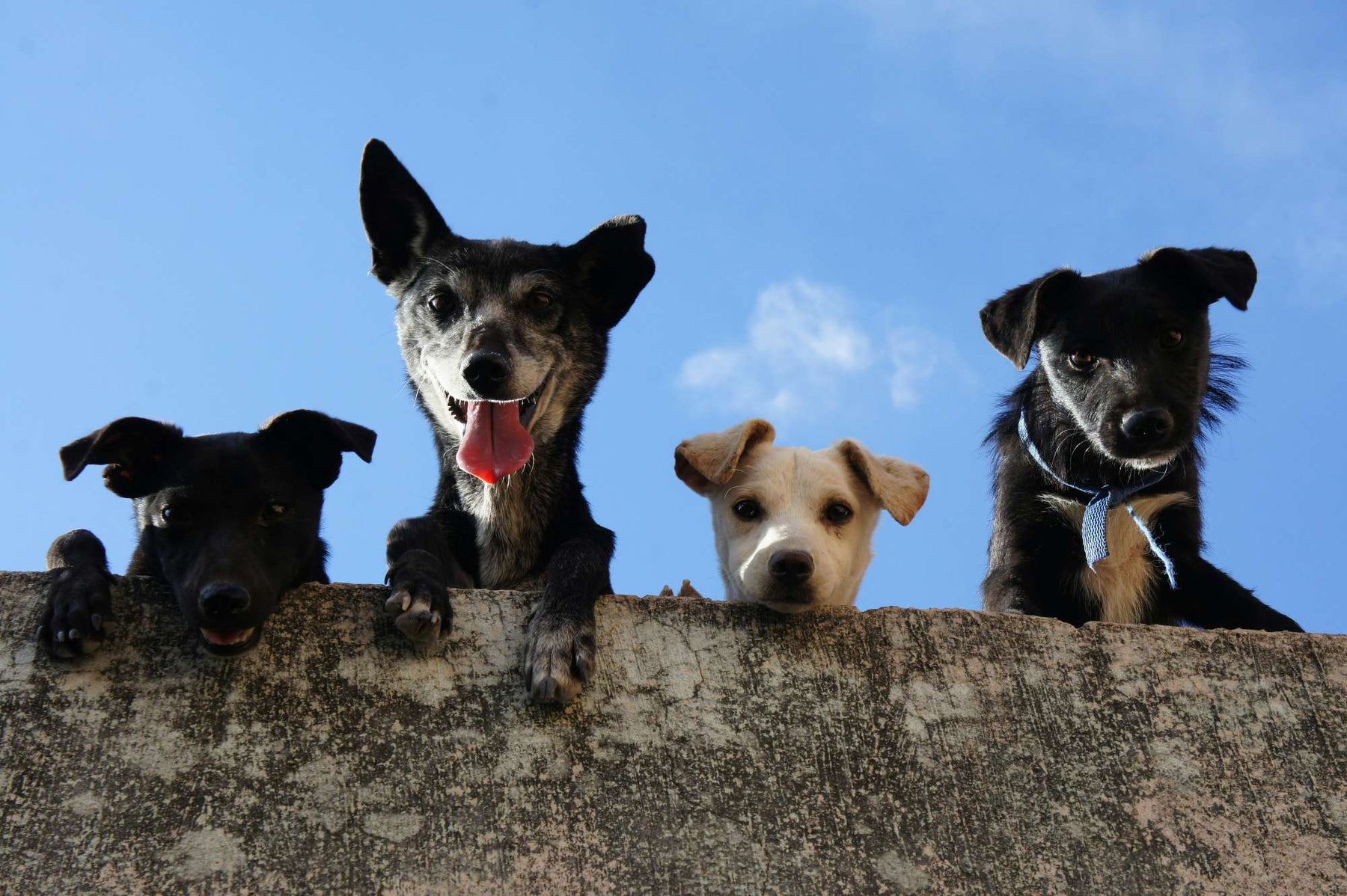 Four dogs of different sizes peek over a wall under a blue sky, illustrating which dogs live the longest by showing a mix of small and medium breeds