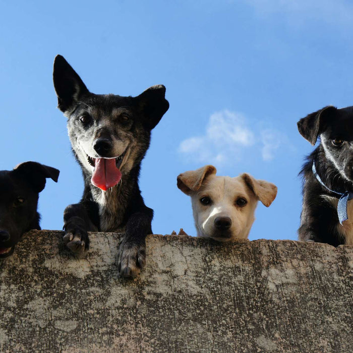 Four dogs of different sizes peek over a wall under a blue sky, illustrating which dogs live the longest by showing a mix of small and medium breeds