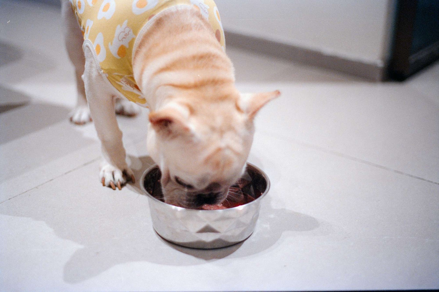 French Bulldog wearing a yellow shirt eats from a metal bowl indoors, showing how much should I feed my dog during a portion-controlled meal