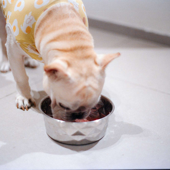 French Bulldog wearing a yellow shirt eats from a metal bowl indoors, showing how much should I feed my dog during a portion-controlled meal