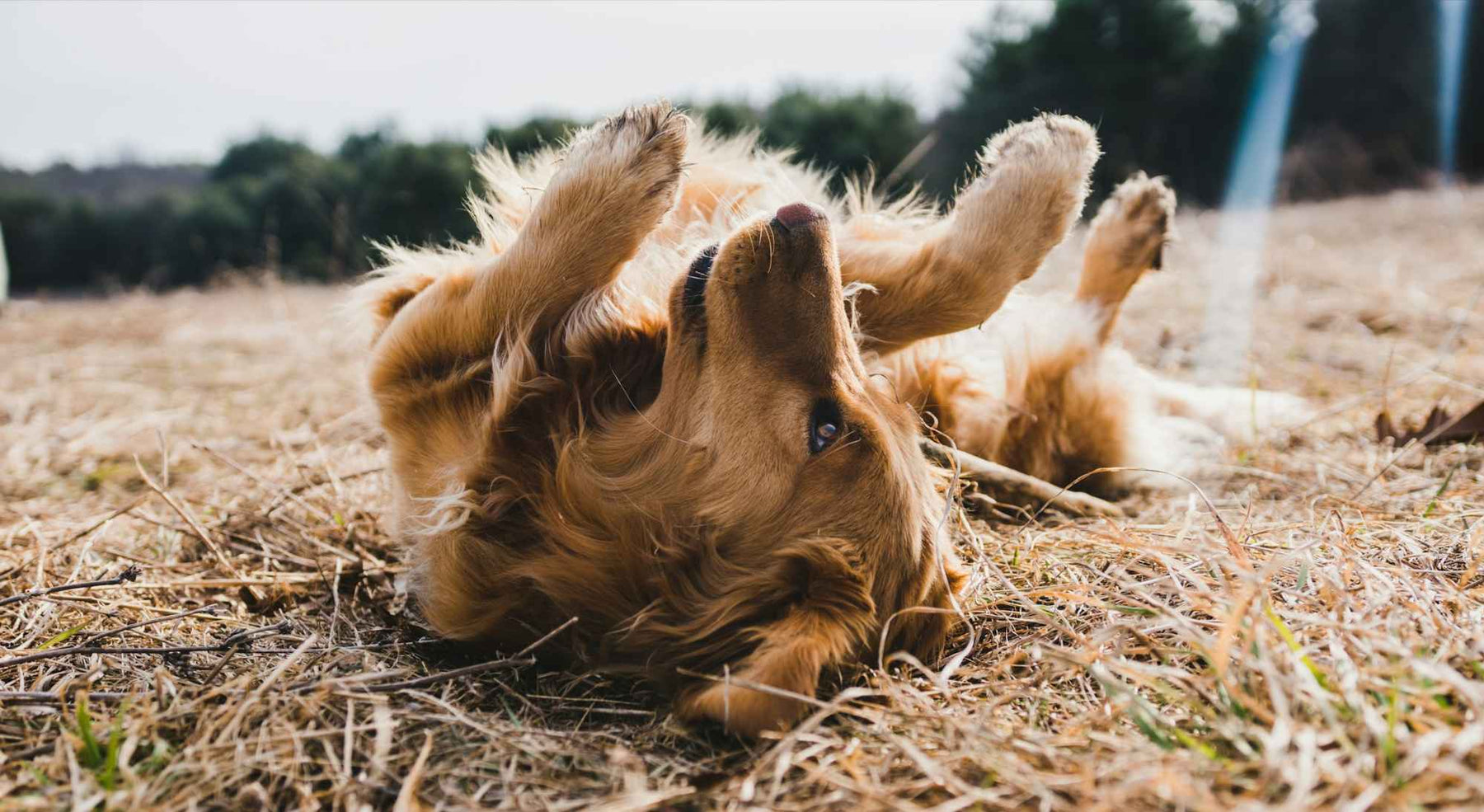 Golden Retriever is lying on its back in dry grass, playfully kicking its legs—an image that could hint at the question, Why Is My Dog Scratching His Ears