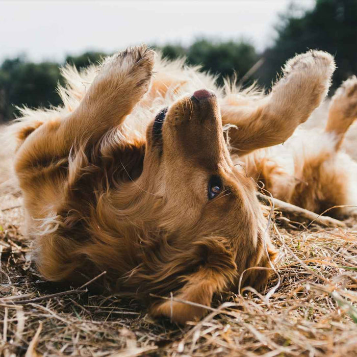 Golden Retriever is lying on its back in dry grass, playfully kicking its legs—an image that could hint at the question, Why Is My Dog Scratching His Ears