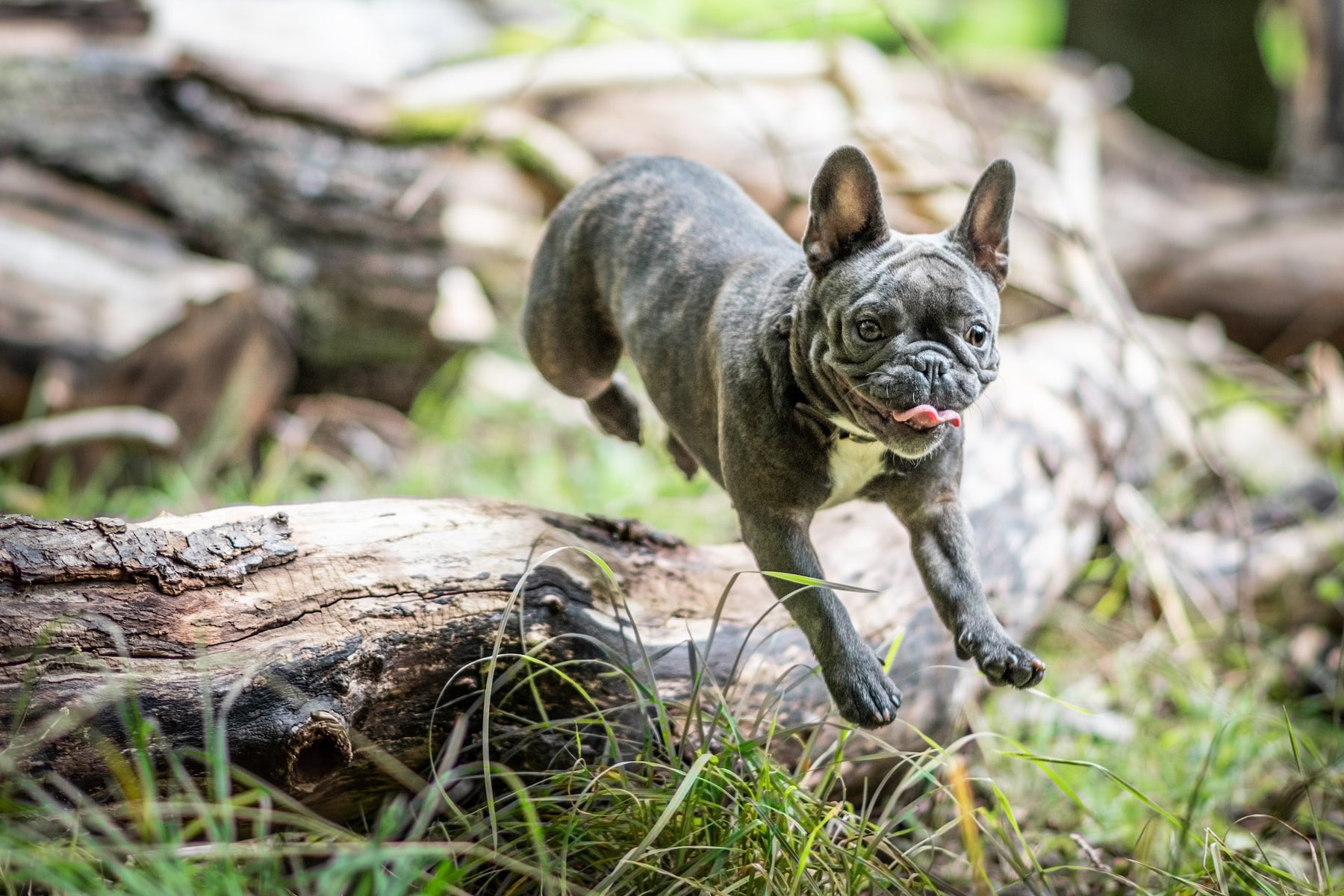 Gray And White French Bulldog Jumping Over A Log