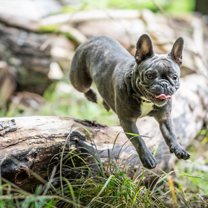 Gray And White French Bulldog Jumping Over A Log