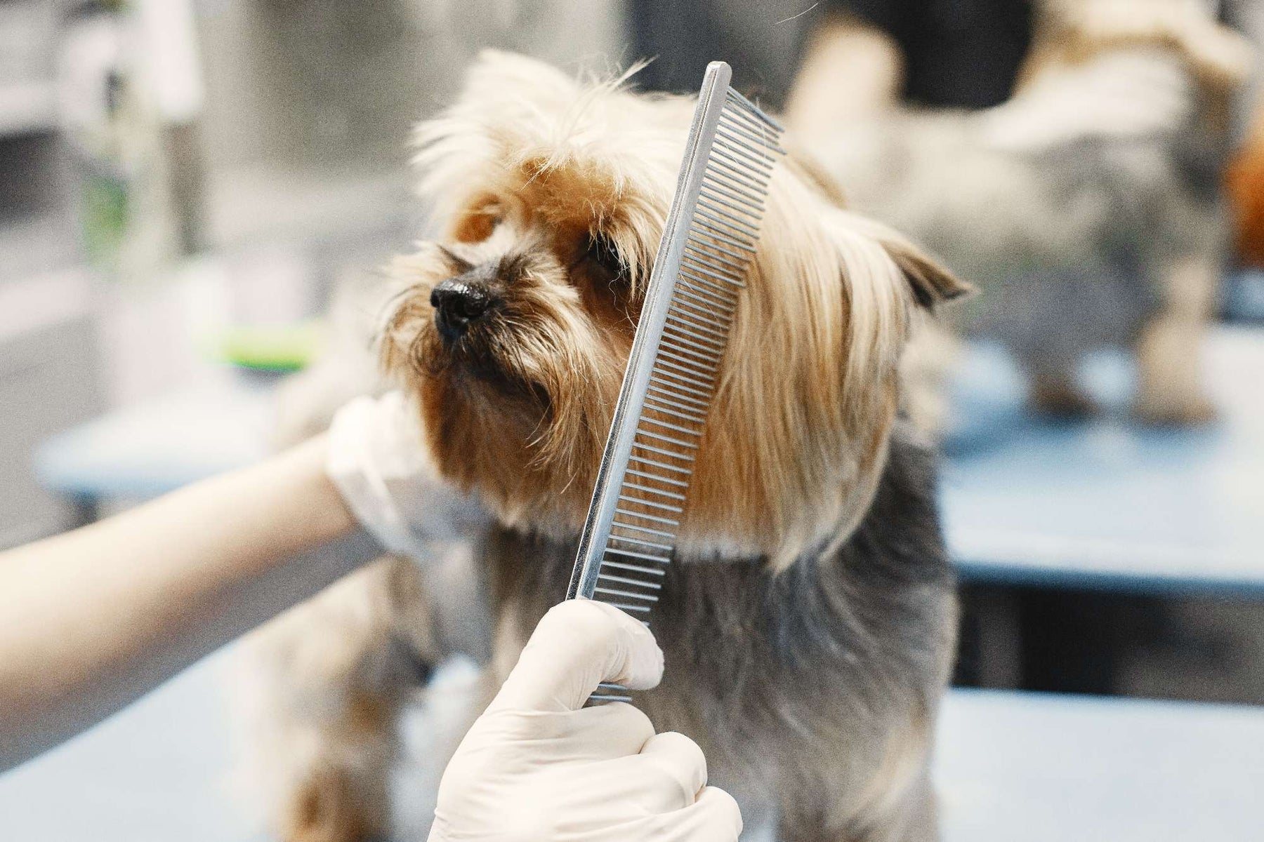 Groomer combing a small dog during a session that highlights grooming and dog behavior