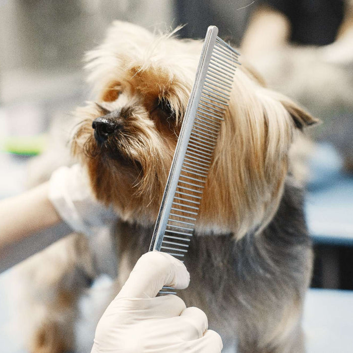 Groomer combing a small dog during a session that highlights grooming and dog behavior