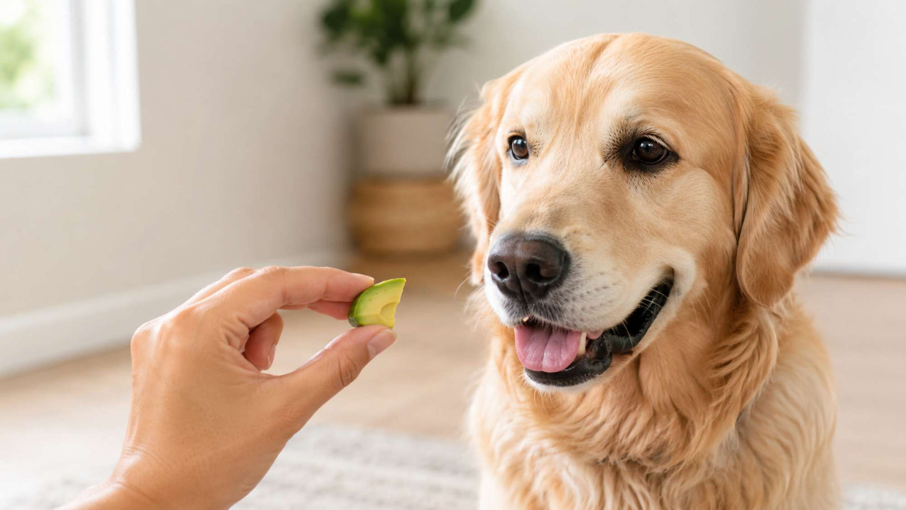 Hand offers a small piece of avocado to a golden retriever, showing can dogs eat avocado as a question about safely sharing this fruit with dogs