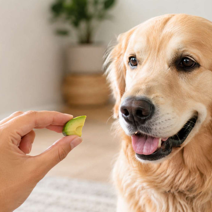 Hand offers a small piece of avocado to a golden retriever, showing can dogs eat avocado as a question about safely sharing this fruit with dogs