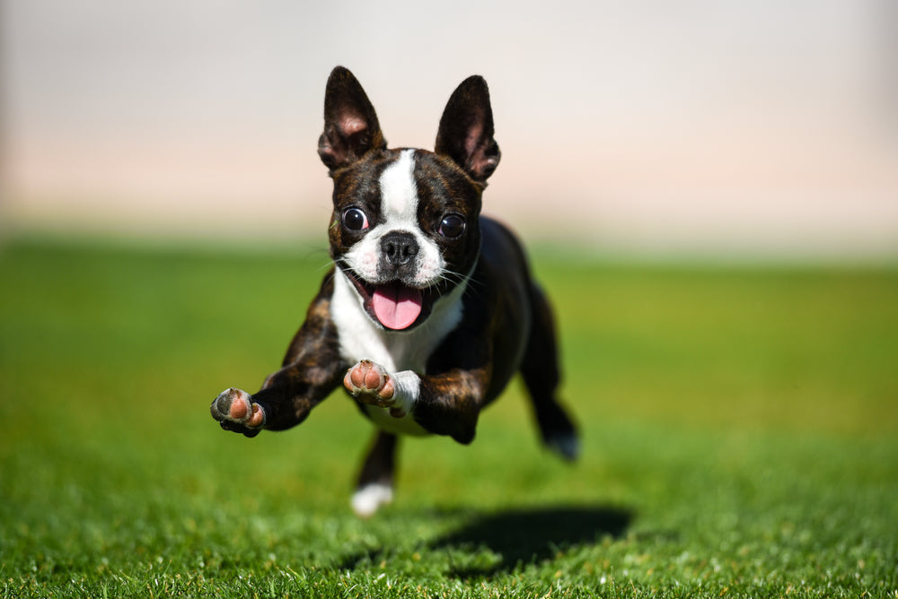 how-much-should-i-exercise-my-puppy-puppy-fever-pro