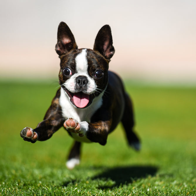 How Much Exercise Should My Puppy Get?