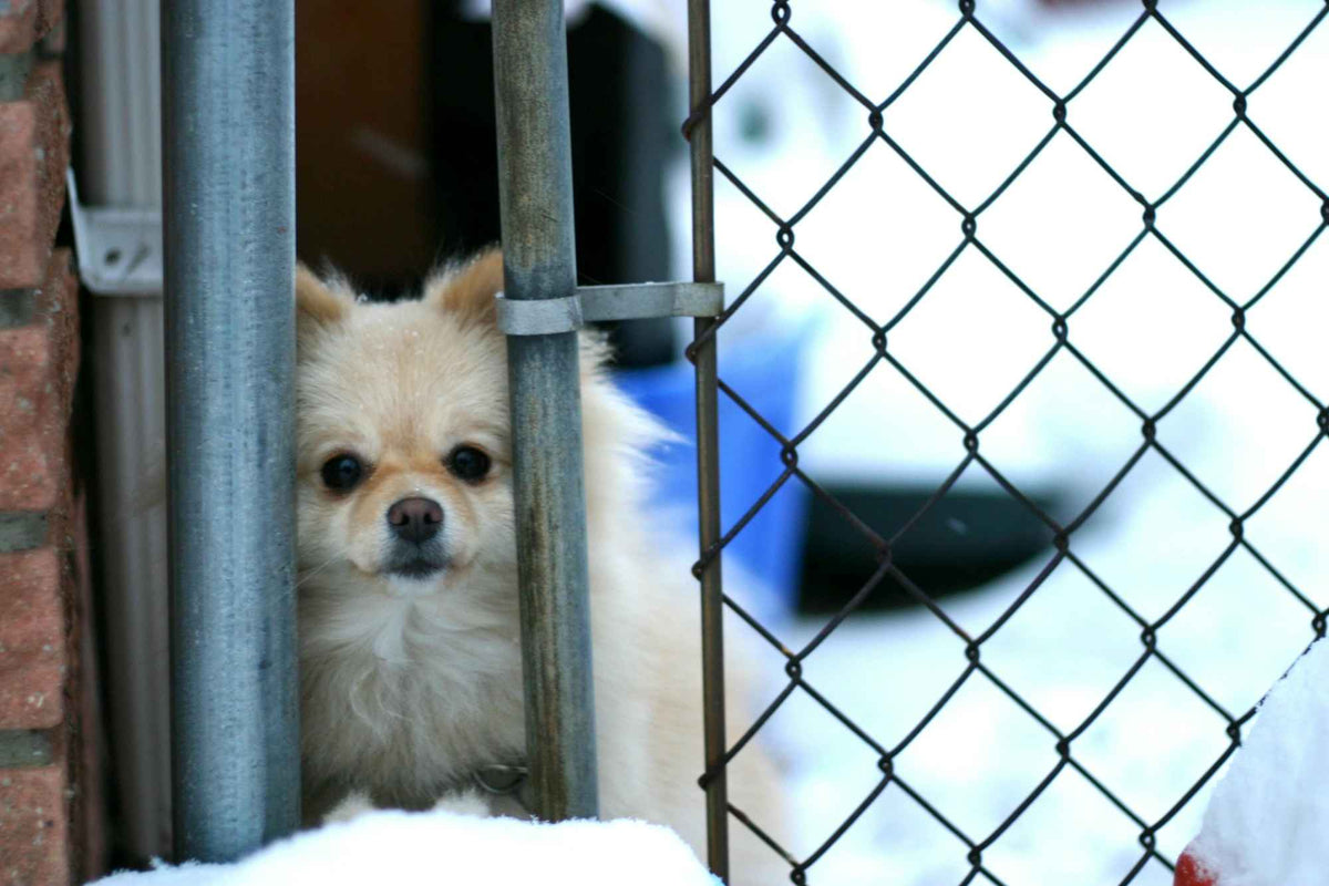 How to Clean Outdoor Dog Kennel? | Useful Tips | Puppy Fever Pro