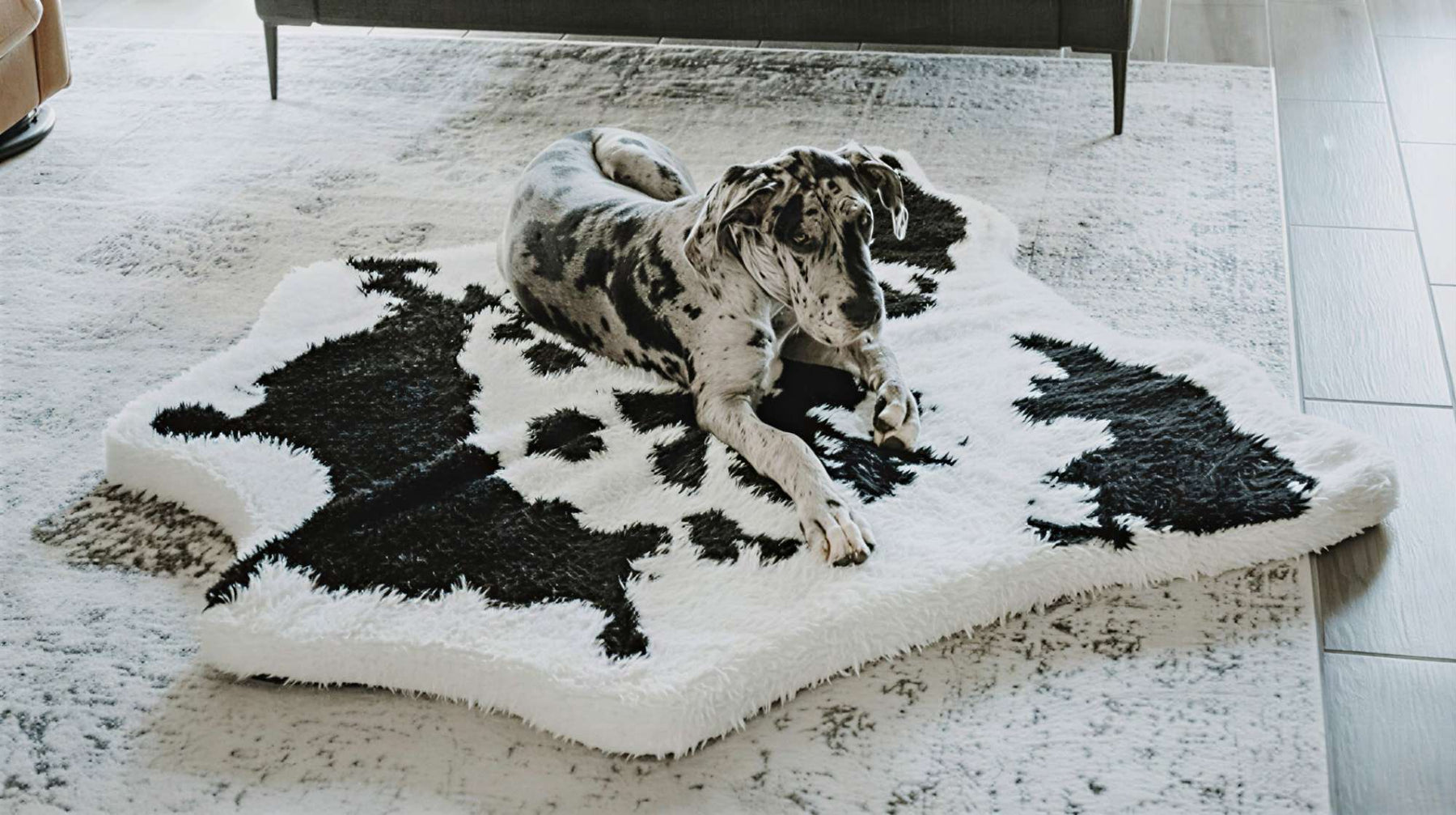 Large Great Dane lies stretched out on a soft black-and-white patterned extra large dog bed in a bright living room