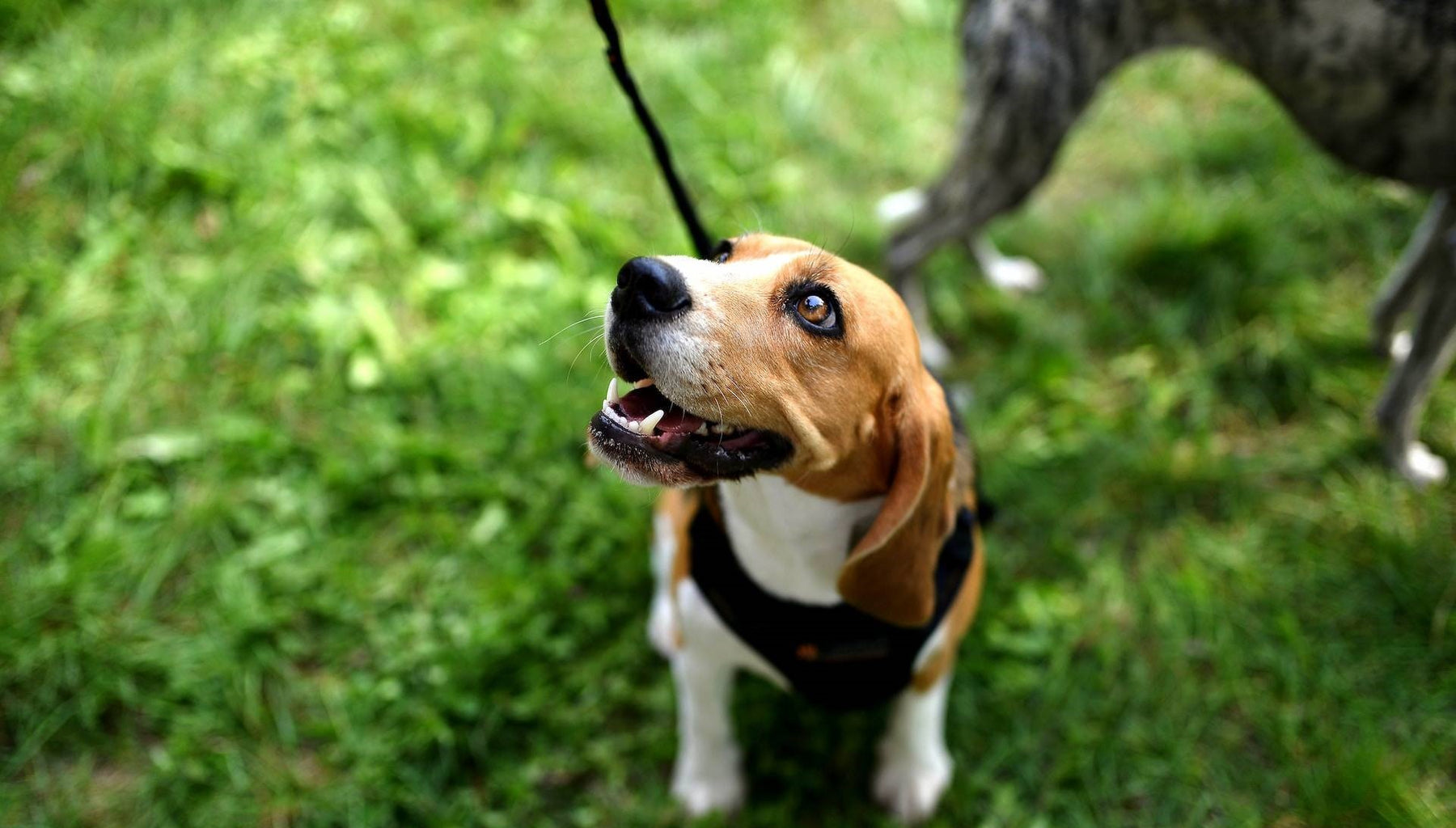 Leashed Beagle Looking Up