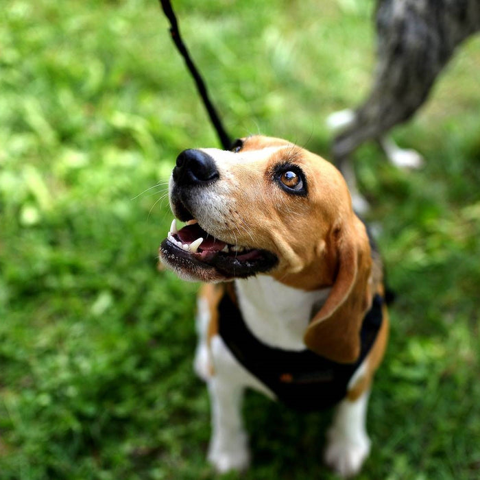 Leashed Beagle Looking Up