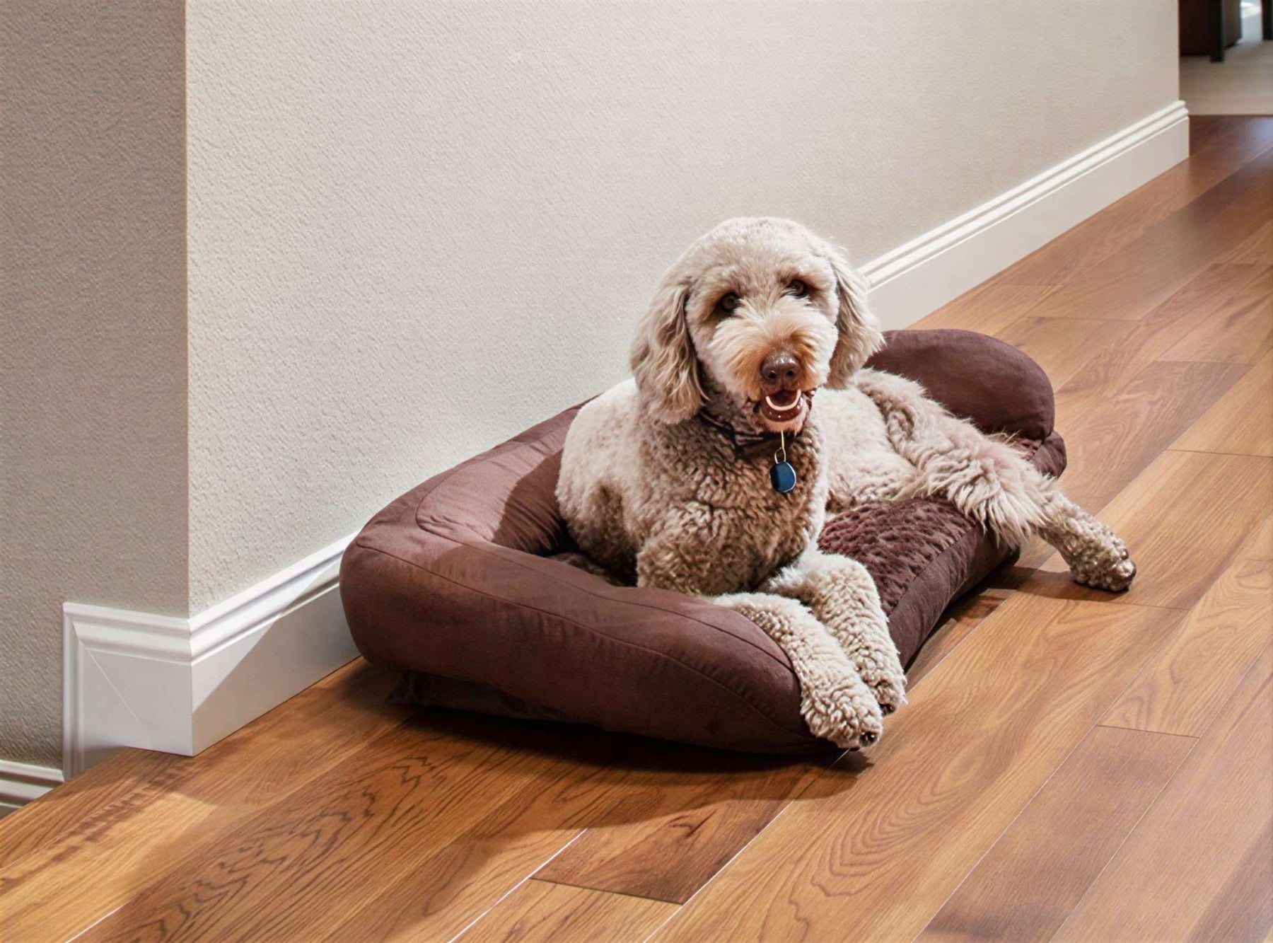 Light-colored dog relaxes on a brown compact dog bed placed neatly along a hallway wall with hardwood floors