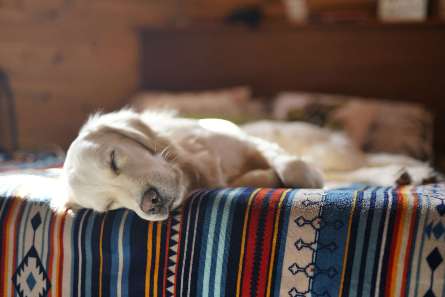 Light-colored puppy naps peacefully on a bed with its head resting on a patterned blanket, showing relaxed dog sleeping positions