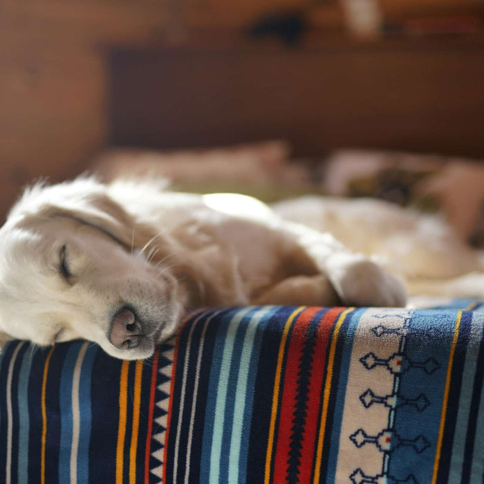 Light-colored puppy naps peacefully on a bed with its head resting on a patterned blanket, showing relaxed dog sleeping positions