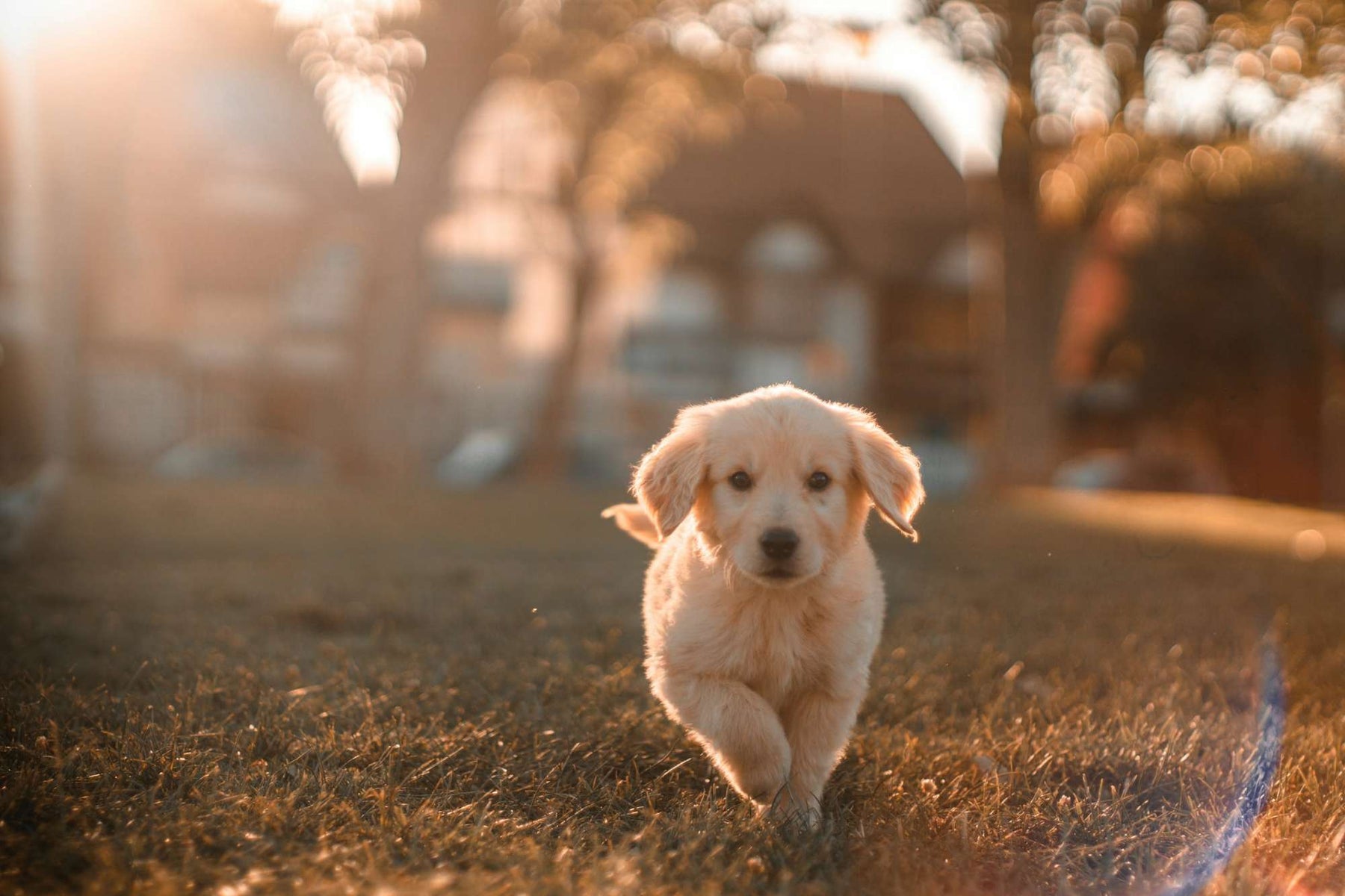 Light-colored puppy runs across grass at sunset, illustrating how dogs see the world by focusing on movement over background detail