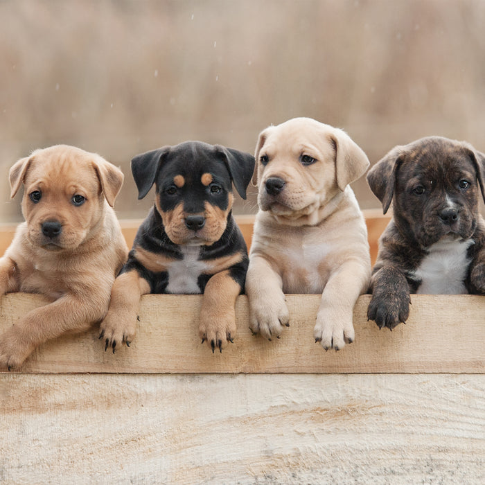 Bringing Home a New Puppy: Tips and Tricks for First-Time Puppy Owners