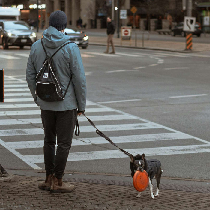 Person walks their dog with a frisbee at a city crosswalk, showing how walking your dog strengthens your emotional bond
