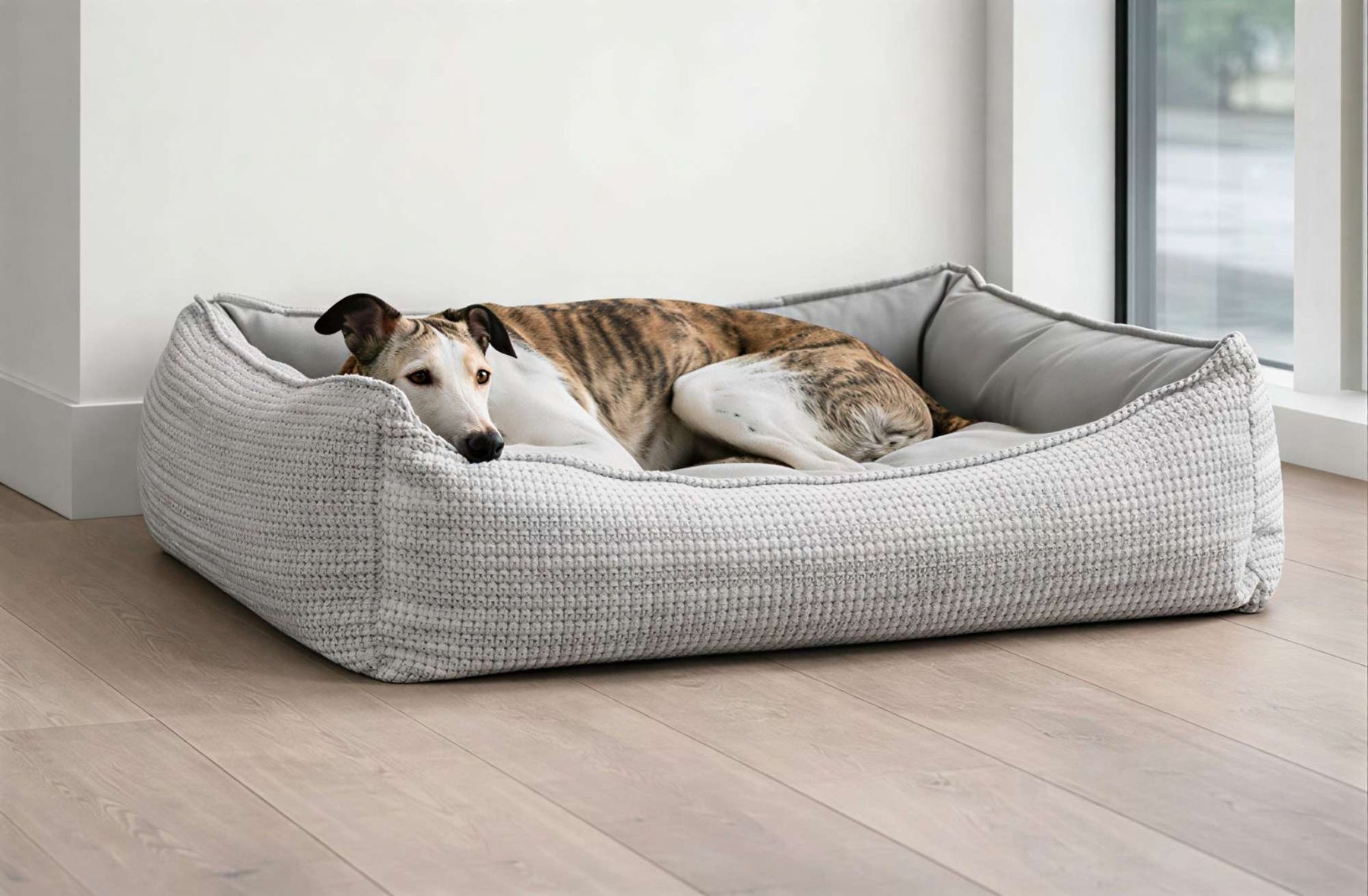 Puppy dog bed training scene showing a slender dog resting comfortably in a light gray cushioned dog bed beside a bright window in a modern room