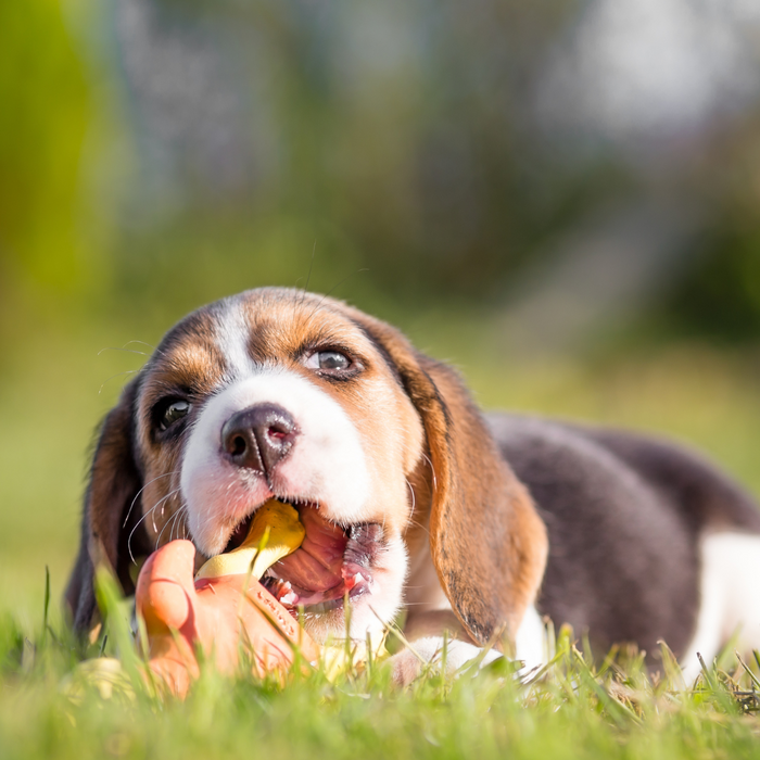 Tips for Managing Your Puppy's Teething Phase