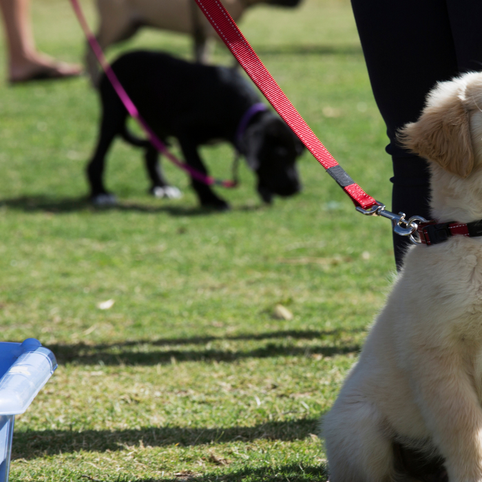The Benefits of Puppy Training Classes and How to Choose the Right One