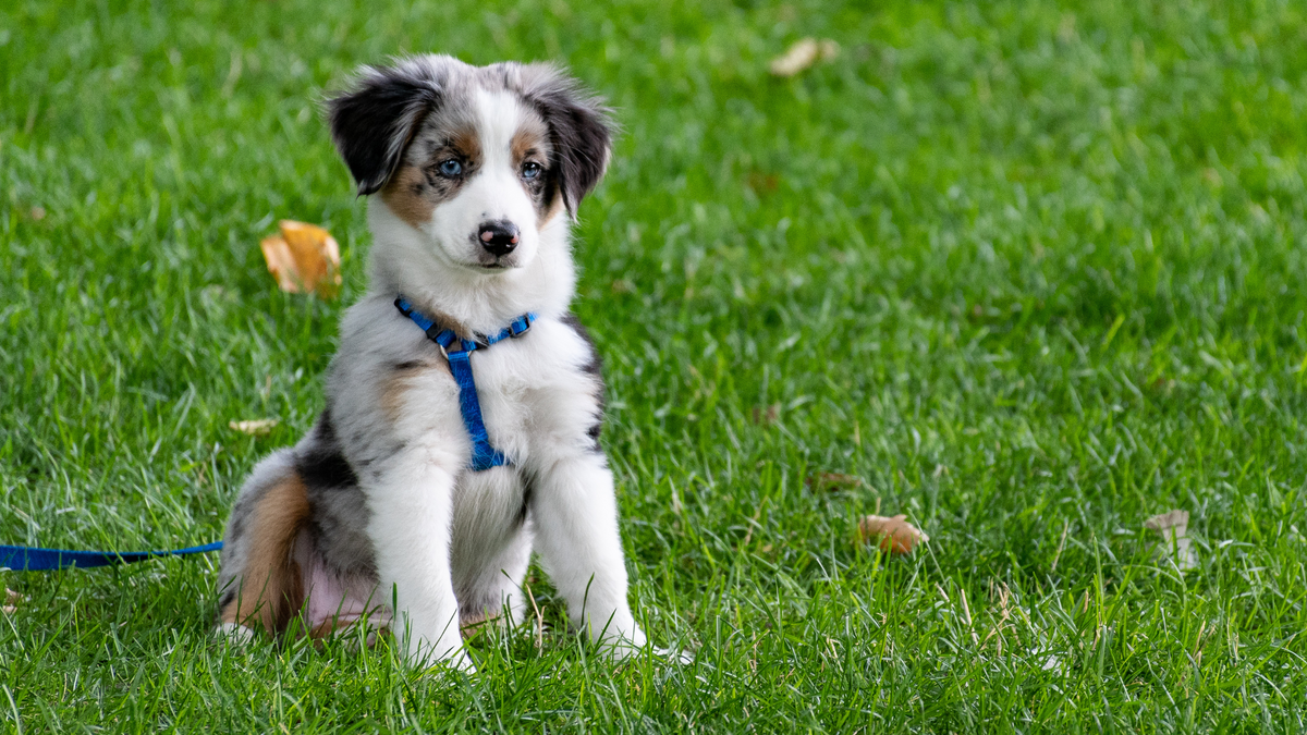 Essential Guide: The Top 5 Puppy Health Problems and Their Prevention ...