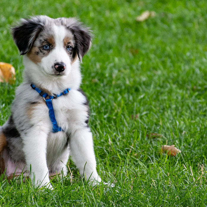 Essential Guide: The Top 5 Puppy Health Problems and Their Prevention