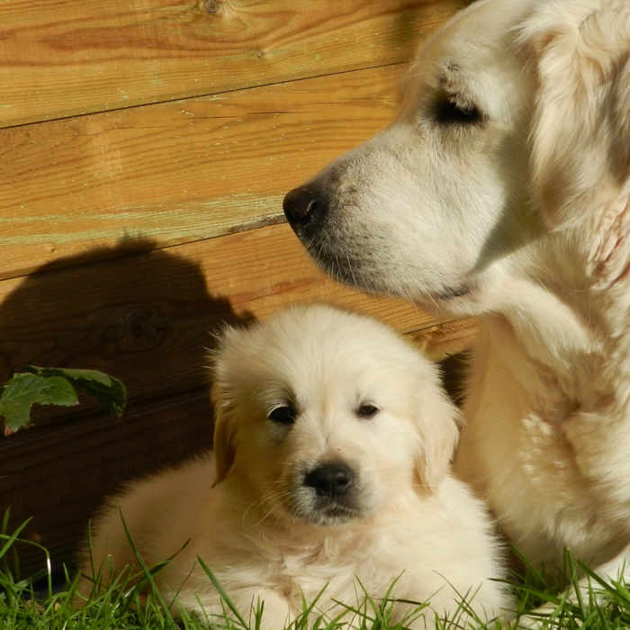 Master the Art of Introducing a New Puppy to Your Pets: A Comprehensive Guide to Successful Pet Integration
