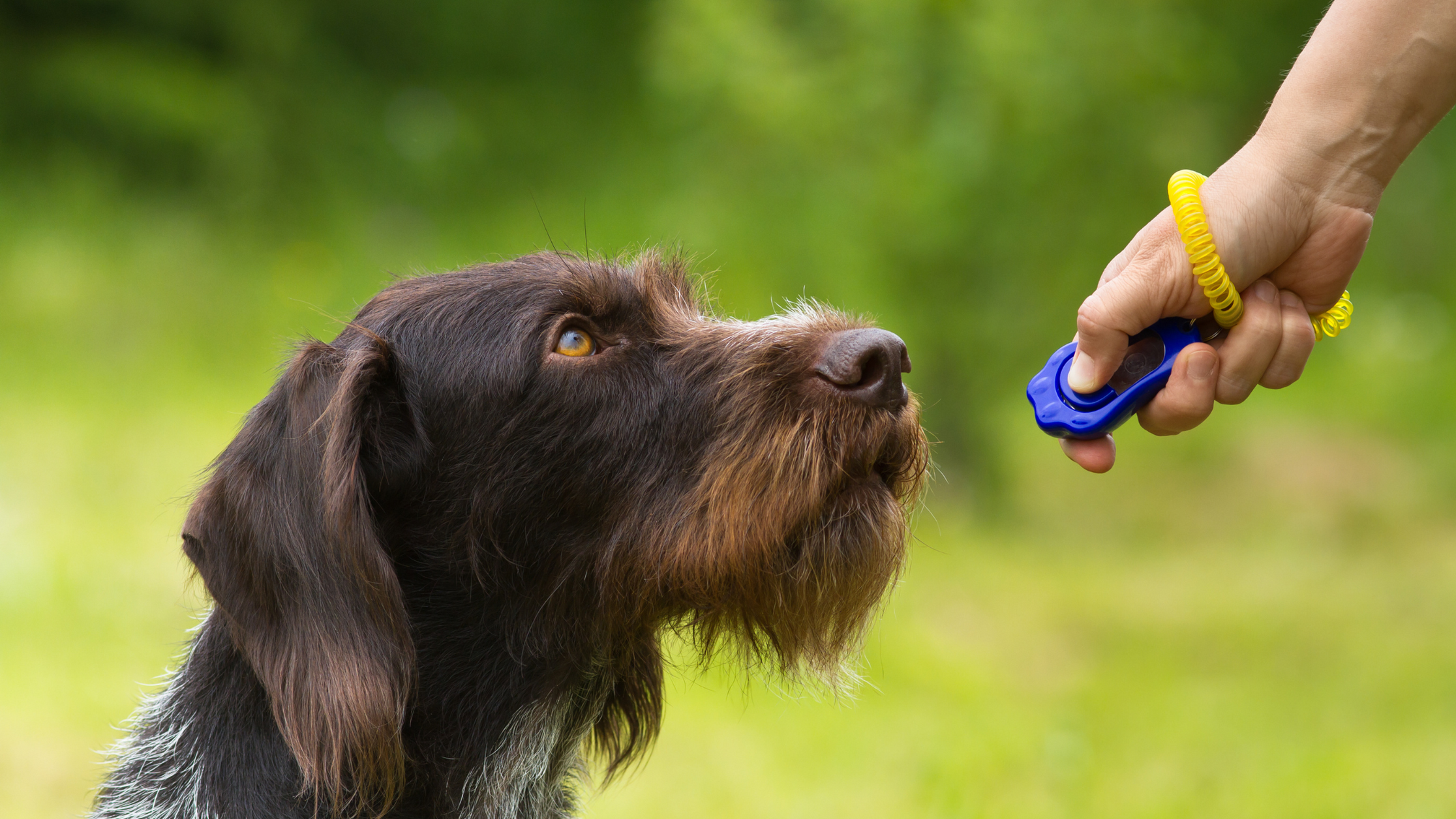 Is Clicker Training Right for Your Dog? — Puppy Fever Pro