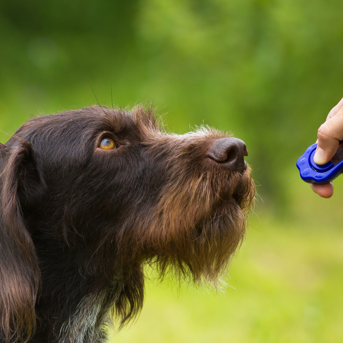 Is Clicker Training Right for Your Dog?