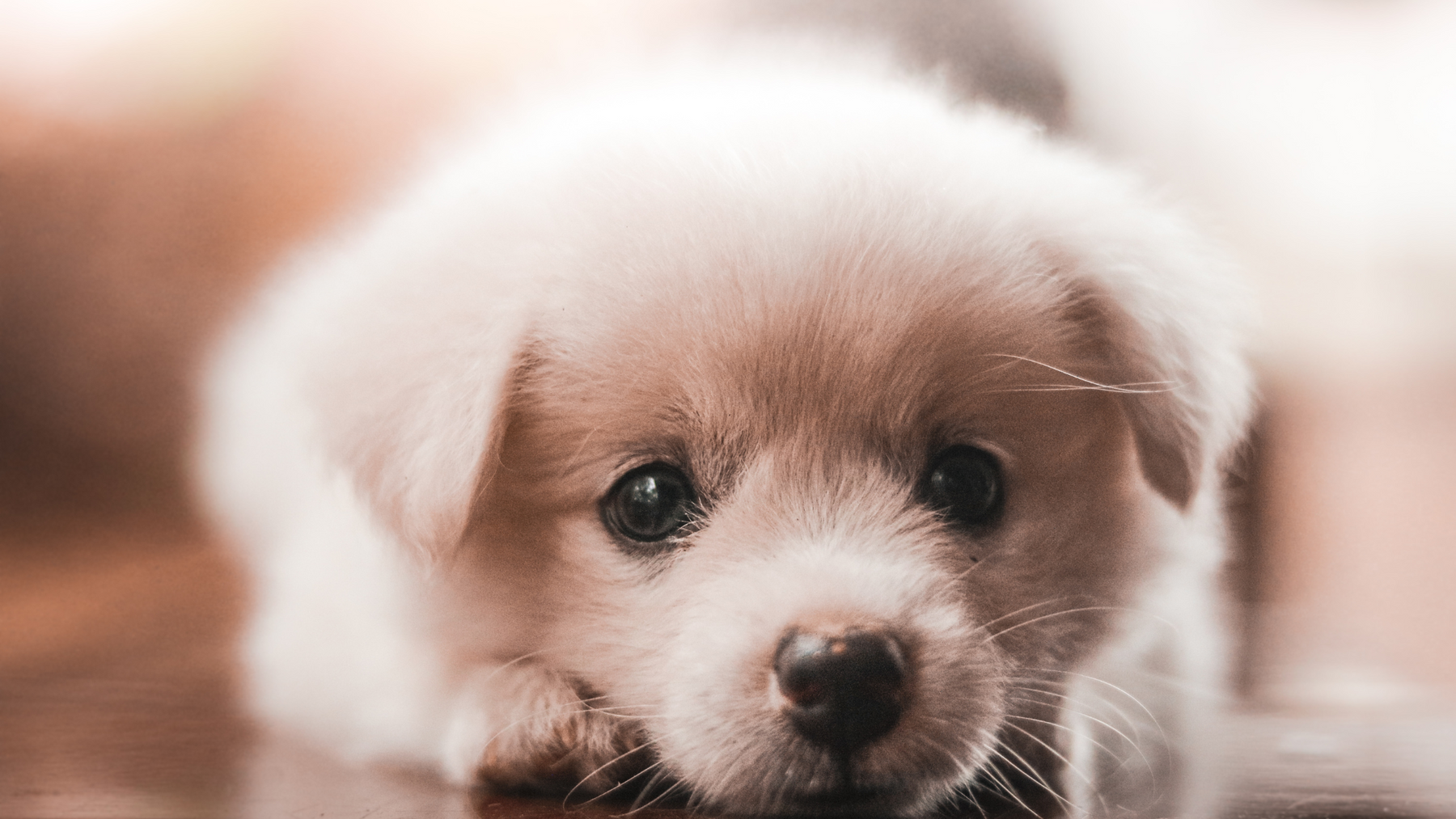 Tips and Tricks for Dealing with Separation Anxiety in Puppies